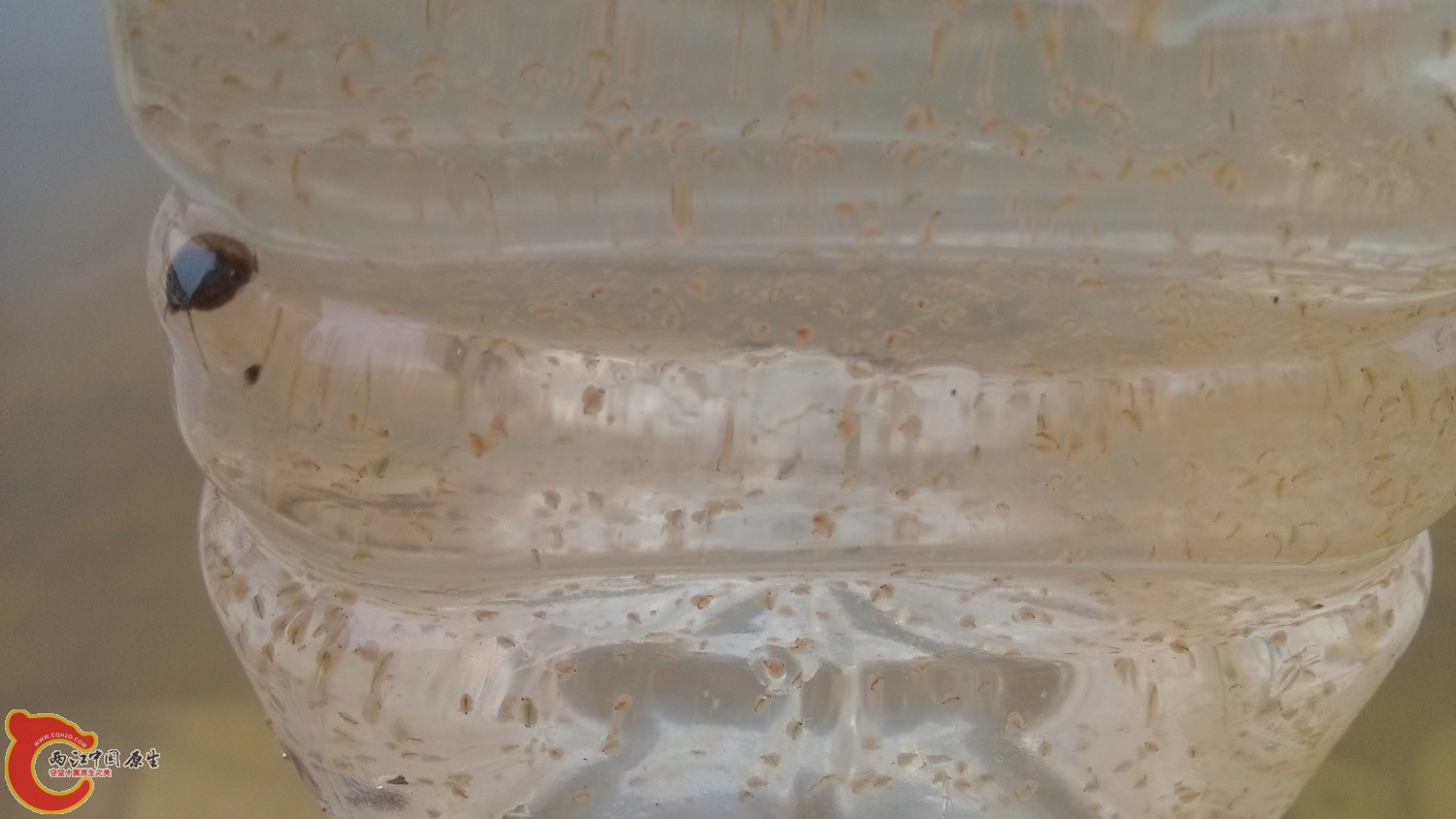 水蚤，捞来喂鱼，想养点，但不知道怎么养