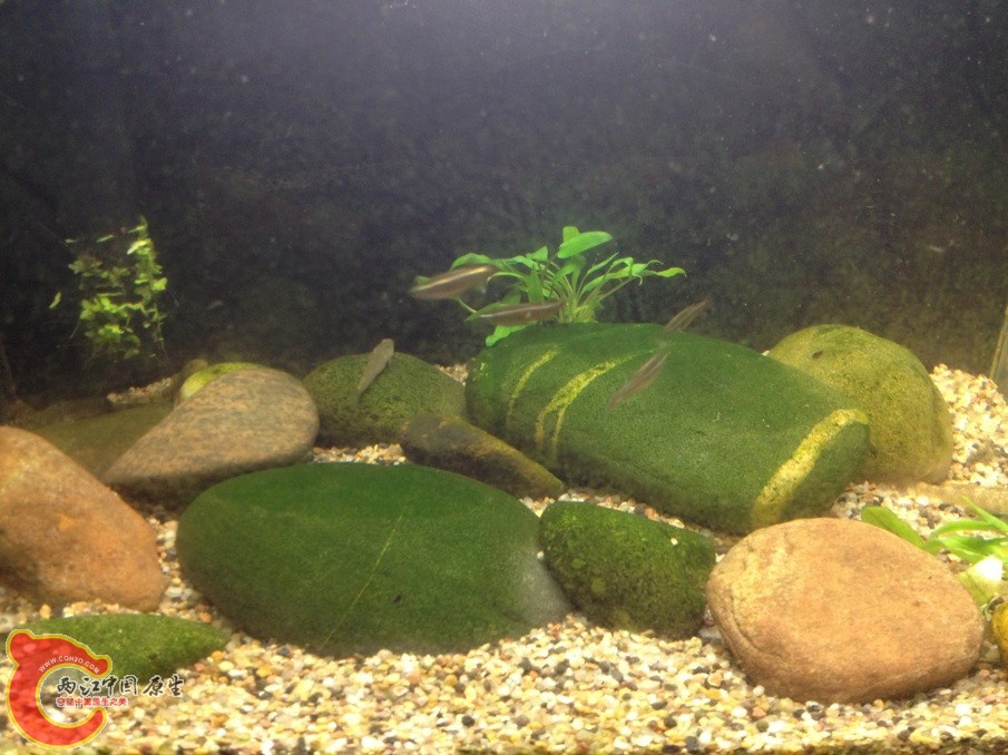 新进缸的石头还没起藻.jpg