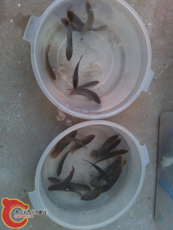 IMG_20130413_075457_副本.jpg