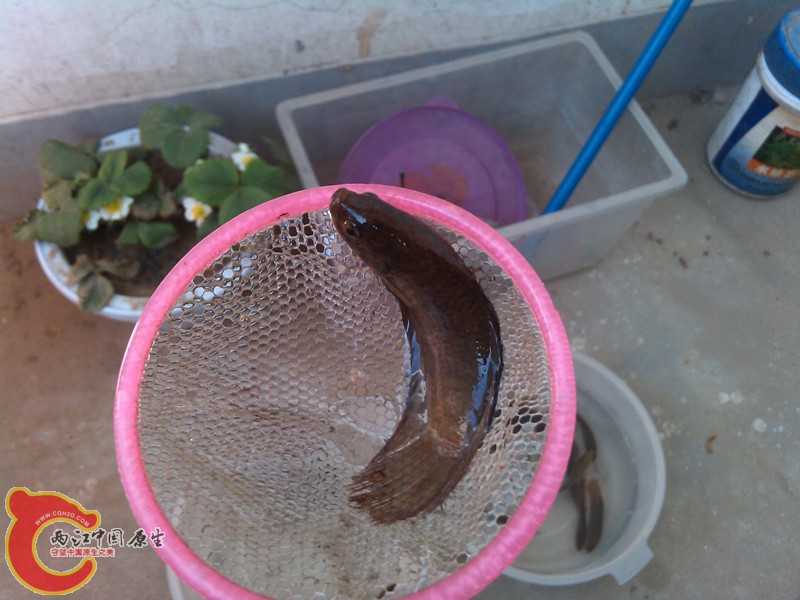 IMG_20130413_075541_副本.jpg