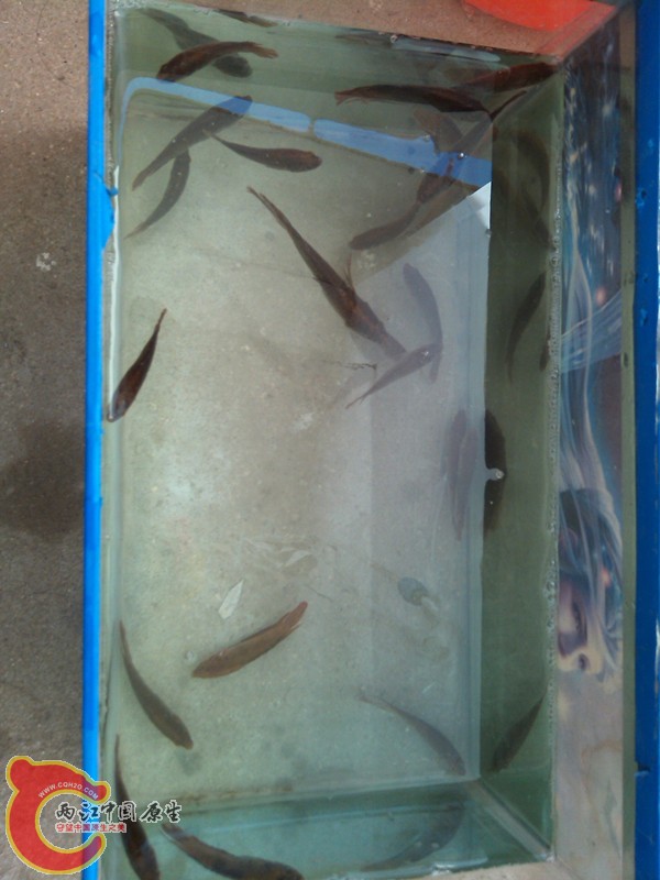 IMG_20130413_080236_副本.jpg
