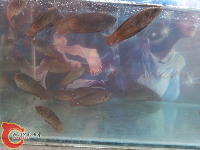 IMG_20130413_080254_副本.jpg