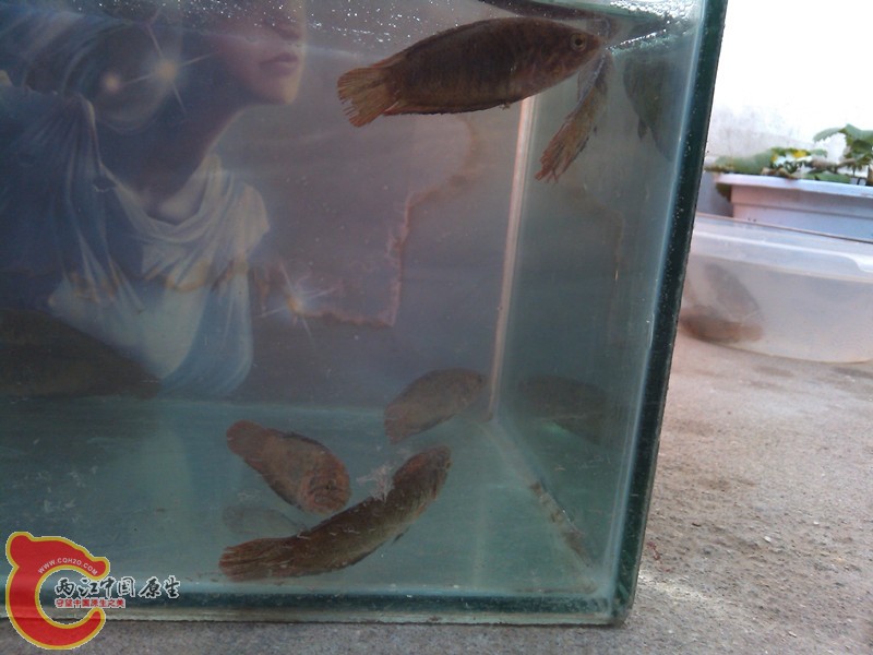IMG_20130413_080305_副本.jpg