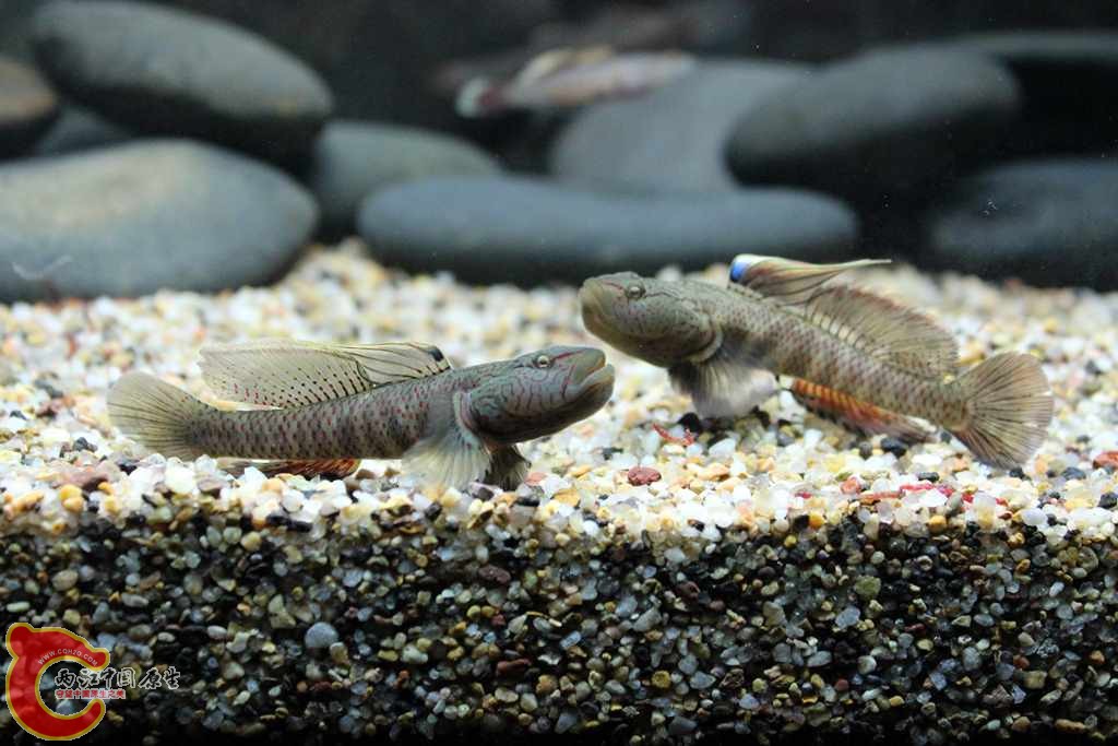 IMG_5294 (複製).JPG