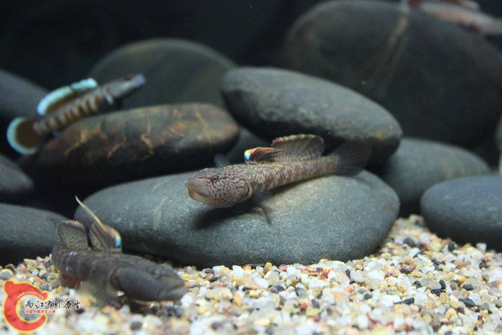 IMG_5288 (複製).JPG