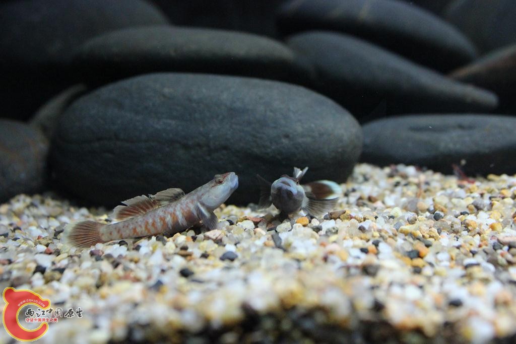 IMG_5306 (複製).JPG