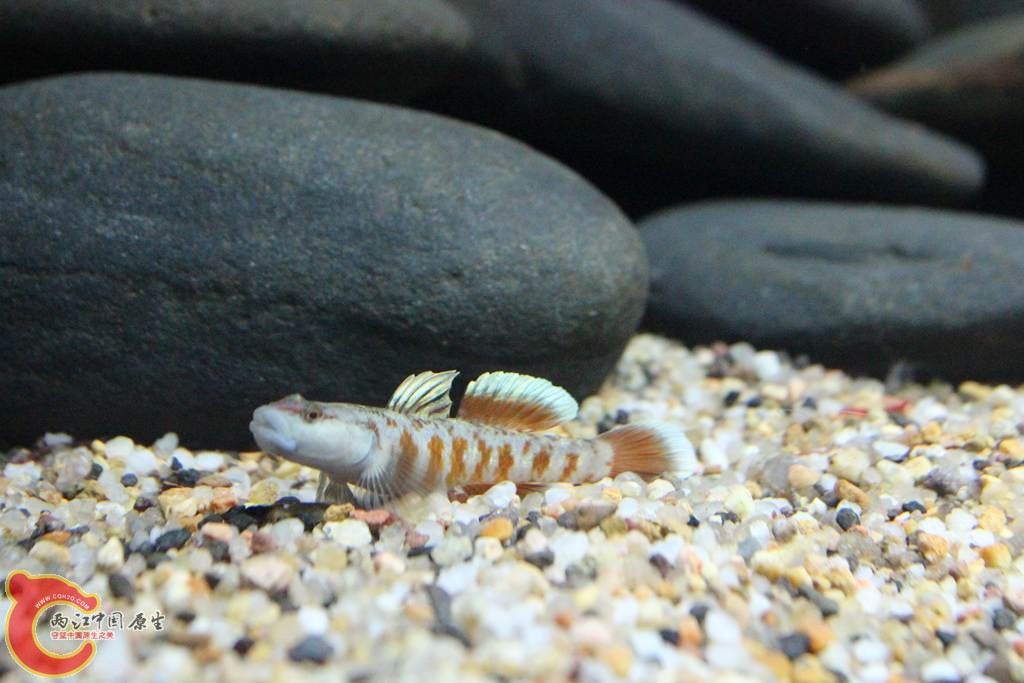 IMG_5321 (複製).JPG