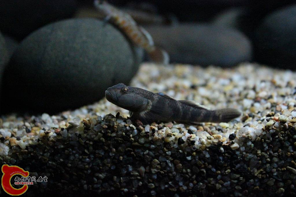 IMG_5329 (複製).JPG