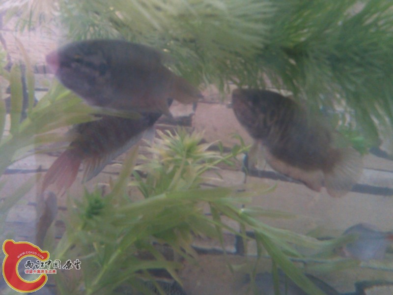 IMG_20130413_131054_副本.jpg