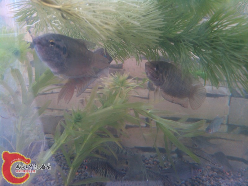 IMG_20130413_131103_副本.jpg