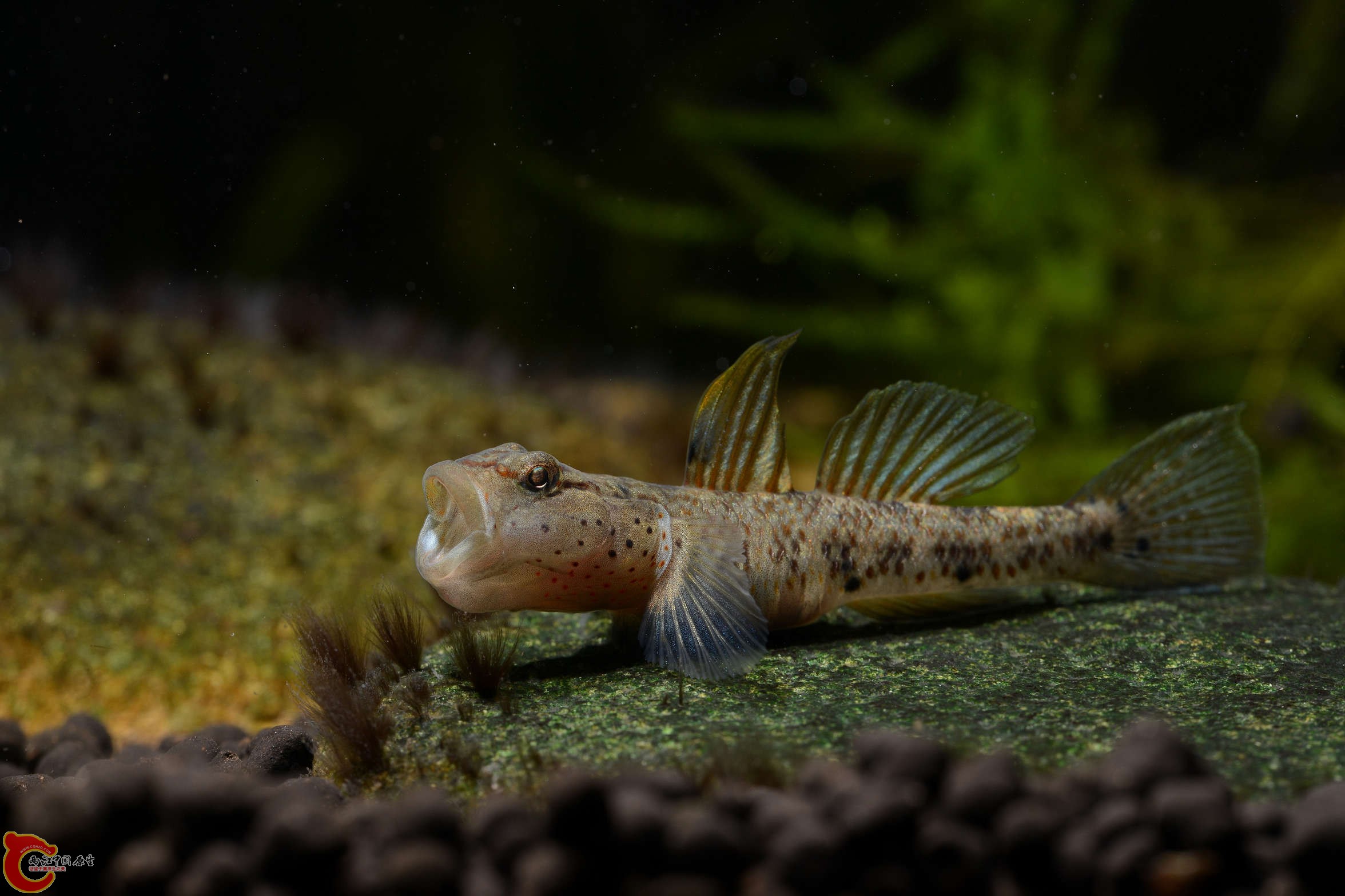 DSC_9599.jpg