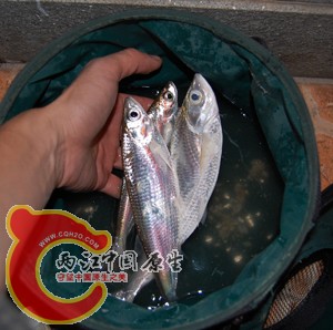 钓于福州金山大桥南岸端