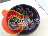 草龟苗喉苗