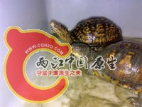 小夫妻
