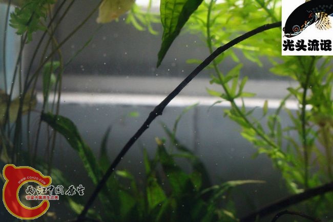阿萨姆七彩雷龙卵卵.jpg