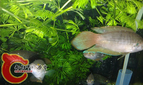 IMAG0326_副本.jpg