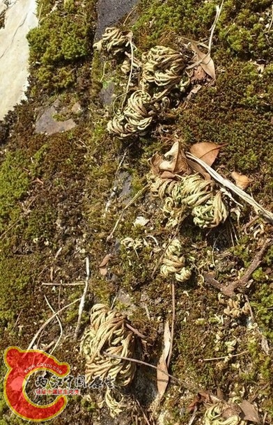卷柏（九死还魂草）