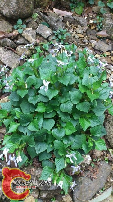 紫花堇菜