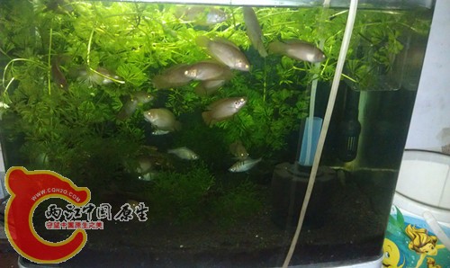 IMAG0331_副本.jpg