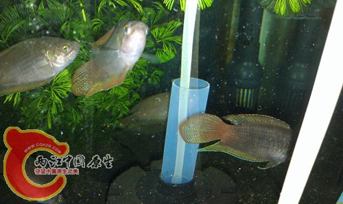IMAG0309_副本.jpg