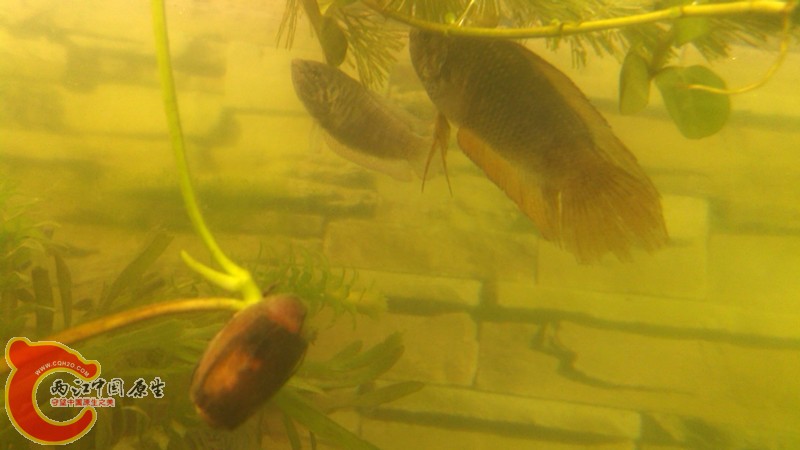 IMG_20130420_145416_副本.jpg