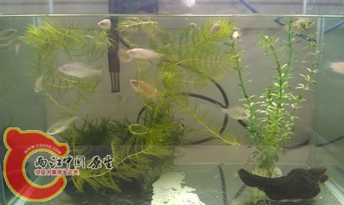 IMAG0213_副本.jpg