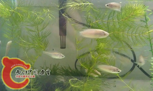 IMAG0215_副本.jpg