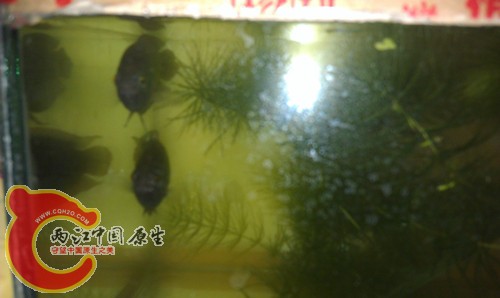 IMAG0412_副本.jpg