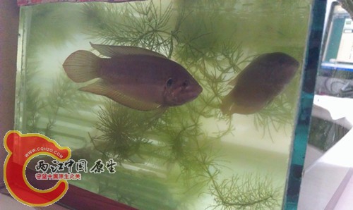 IMAG0413_副本.jpg
