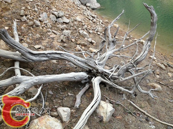 这个超赞，只是太大棵了，鱼友们准备分解，哈哈！