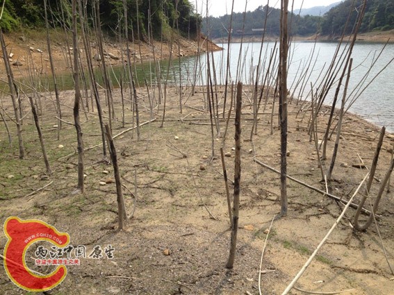 曾经的小树林，埋在水里面多年，每棵的根都是不错的沉木。