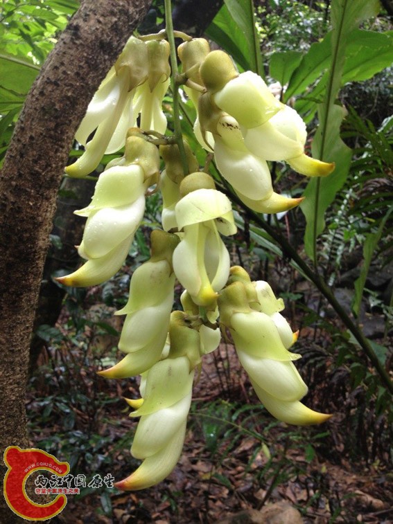 油麻藤，30年结一次果。