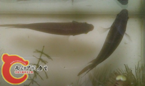公母图（左公右母）_副本.jpg