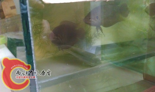 IMAG0419_副本.jpg
