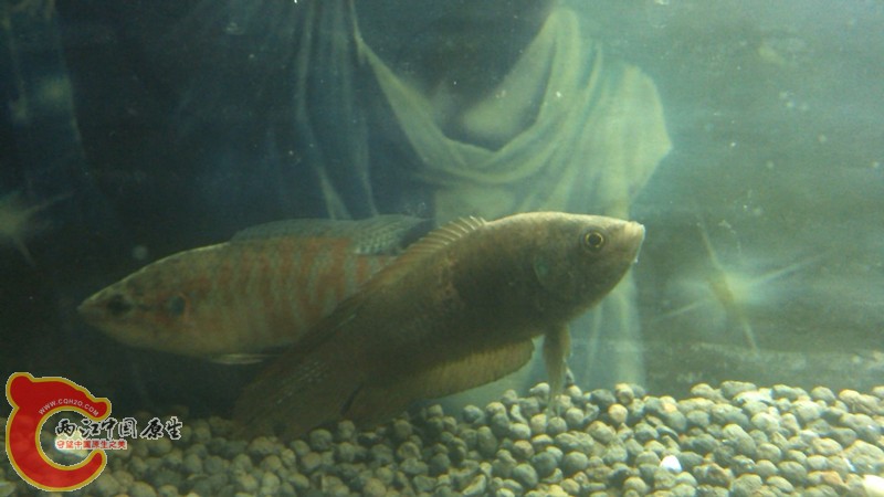 IMG_20130423_174955_副本.jpg