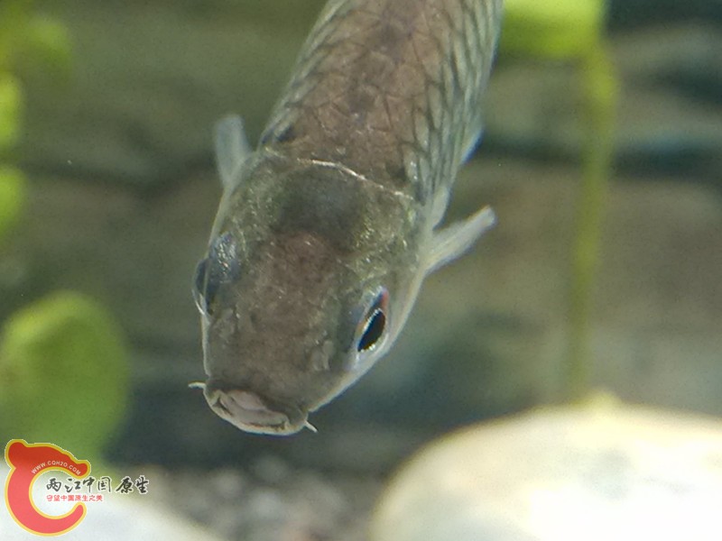 条纹小鲃，有点龙鱼的感觉