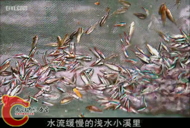 QIYI_20130425005253.jpg