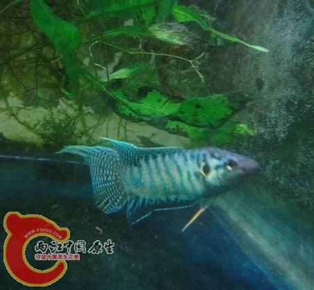 59_33050_60f75182a521634[1].jpg
