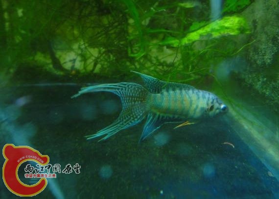59_33050_fa8a40e1fd52342[1].jpg