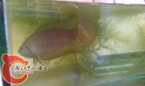 IMAG0441_副本.jpg