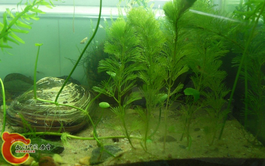 旁皮都躲藏在“小白杨”后面