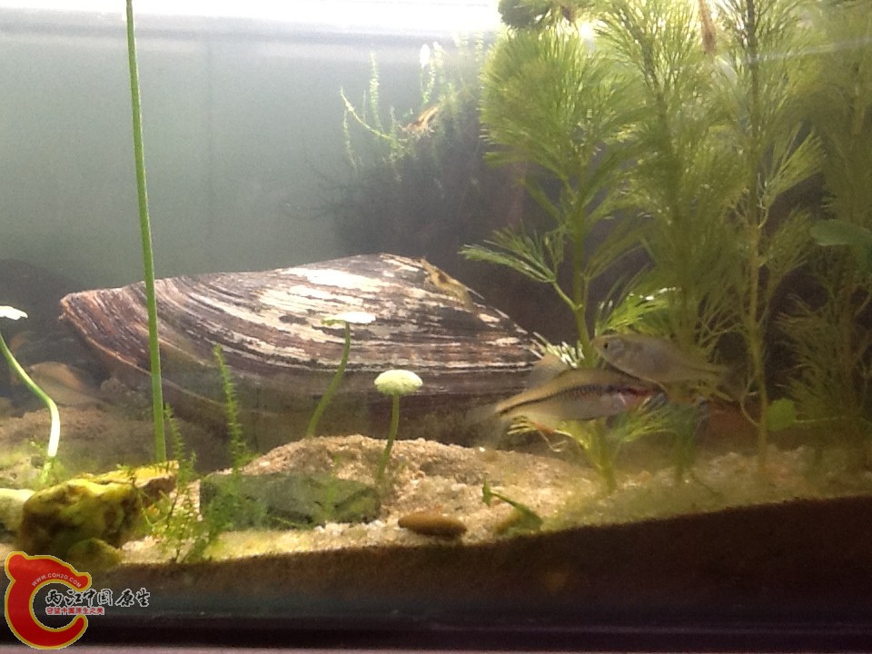 有粗纹也有不像粗纹的