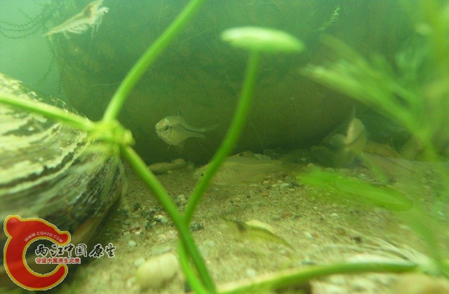 铜钱草经常被河蚌翻了又翻