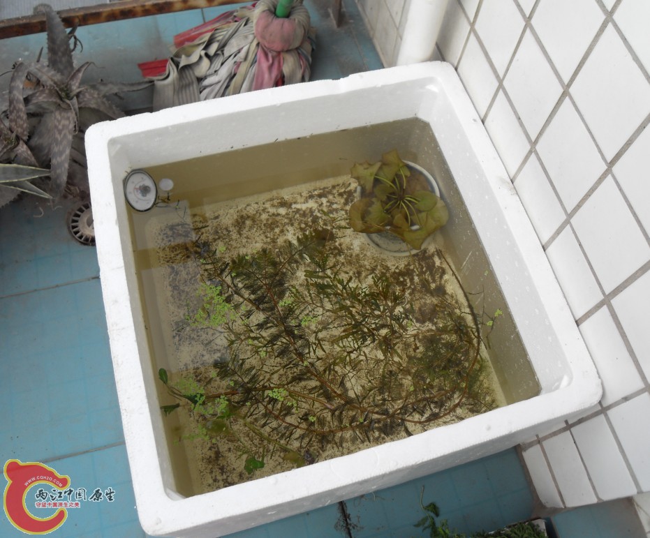 室外缸全景，用的泡沫箱，里面混了点小孔雀和黑壳，随便扔了点蜈蚣草和浮萍之类的野草。