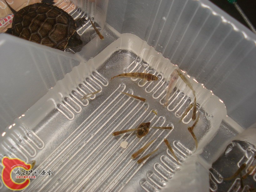 捞的小旁皮喂乌龟