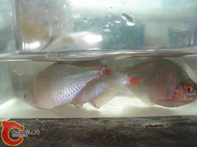 发色不错的旁皮