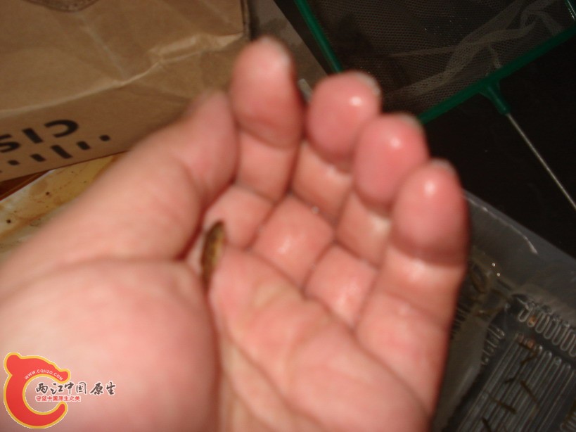 这个是子陵虾虎么