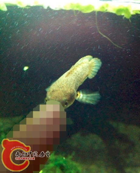 有追手迹象