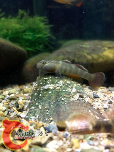 怀念下得白点死去的心爱的小波