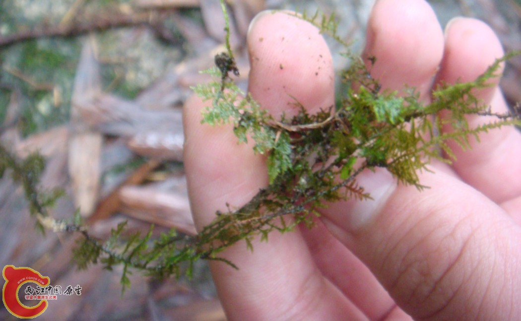 MOSS？1——1.jpg